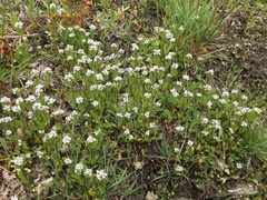 Plectritis macrocera