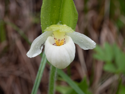 Sparrow's-egg Lady's Slipper