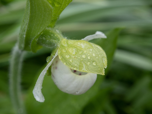 Sparrow's-egg Lady's Slipper