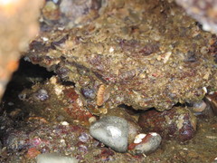 Brachiopoda