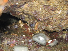 Brachiopoda