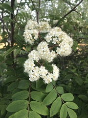 Sorbus aucuparia