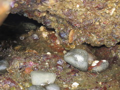 Brachiopoda