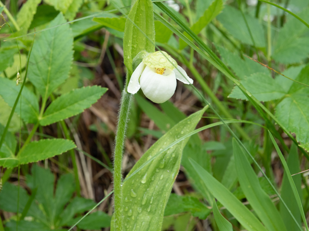Cypripedium passerinum Richardson
