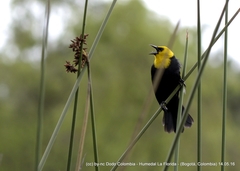 Chrysomus icterocephalus bogotensis