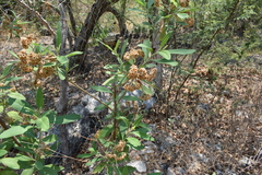 Pluchea carolinensis