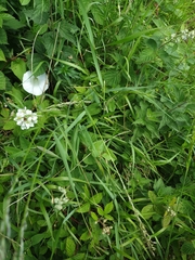 Calystegia silvatica
