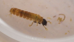 Glossosoma