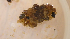 Glossosoma