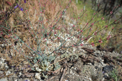 Eriogonum baileyi baileyi