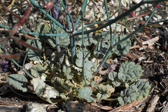 Eriogonum baileyi baileyi