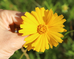 Coreopsis grandiflora