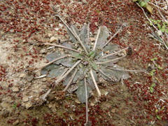 Plantago raoulii