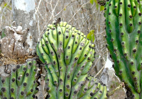 Stenocereus martinezii