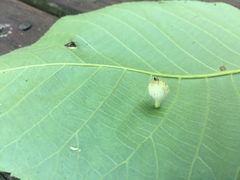 Phylloxera caryaegummosa