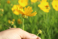 Coreopsis grandiflora