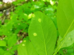 Puccinia dioicae