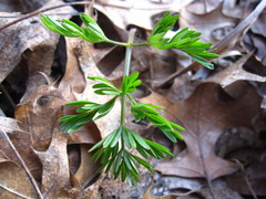 Perideridia americana