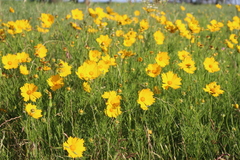 Coreopsis grandiflora