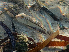 Torquigener pleurogramma