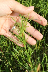 Coreopsis grandiflora
