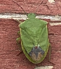 Thyanta pallidovirens