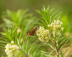 Atalopedes campestris huron