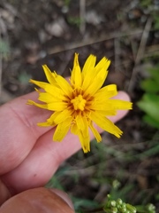 Crepis atribarba