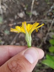 Crepis atribarba