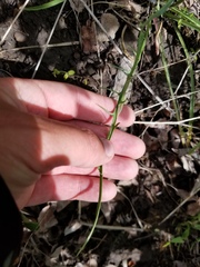 Crepis atribarba
