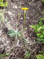 Crepis atribarba