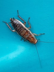 Drymaplaneta heydeniana