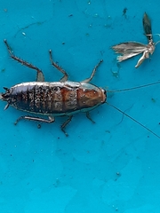 Drymaplaneta heydeniana