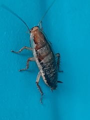 Drymaplaneta heydeniana