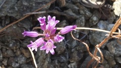 Allium fimbriatum