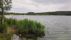 Phragmites australis