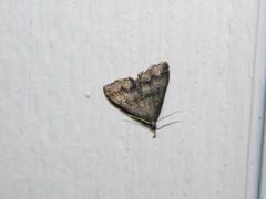 Phalaenostola larentioides