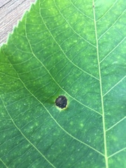 Phylloxera caryaegummosa