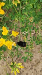 Bombus
