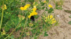 Bombus