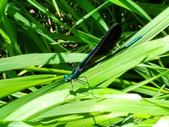 Calopteryx maculata
