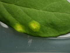 Puccinia dioicae