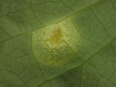 Puccinia dioicae