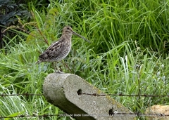 Gallinago nobilis