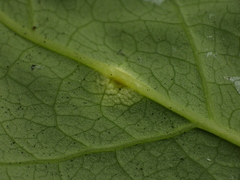 Puccinia dioicae
