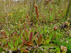 Plantago raoulii