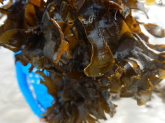 Padina durvillei