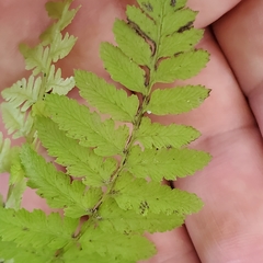 Cystopteris bulbifera