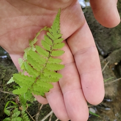 Cystopteris bulbifera