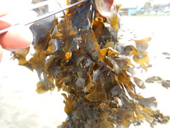 Padina durvillei